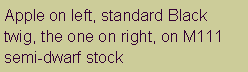 Text Box: Apple on left, standard Black twig, the one on right, on M111 semi-dwarf stock