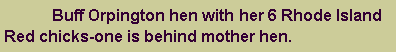 Text Box: 	Buff Orpington hen with her 6 Rhode Island Red chicks-one is behind mother hen.