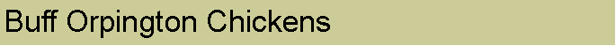 Text Box: Buff Orpington Chickens