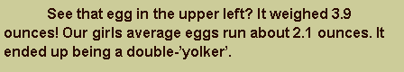 Text Box: See that egg in the upper left? It weighed 3.9 ounces! Our girls average eggs run about 2.1 ounces. It ended up being a double-’yolker’.